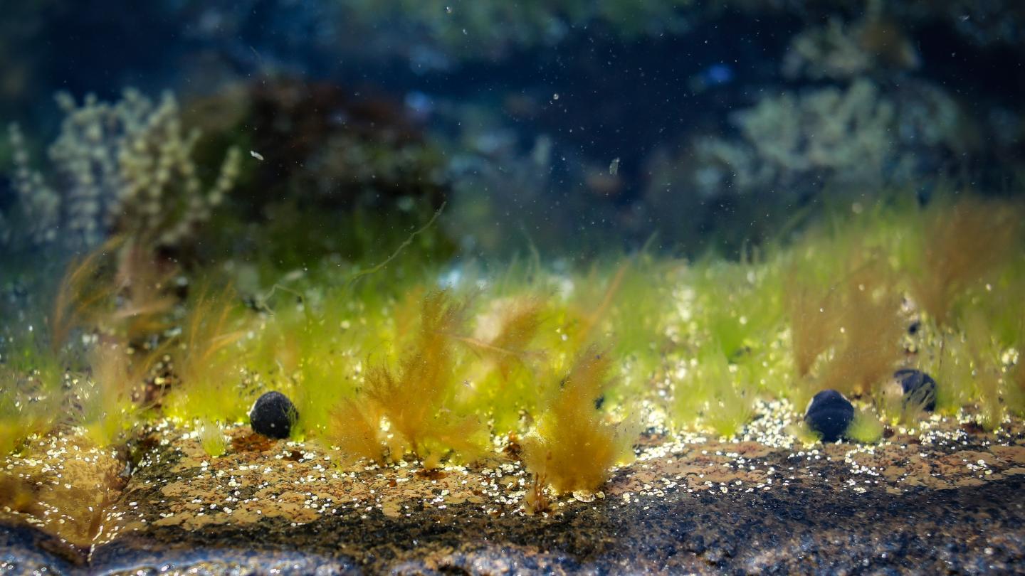 Submerged algae