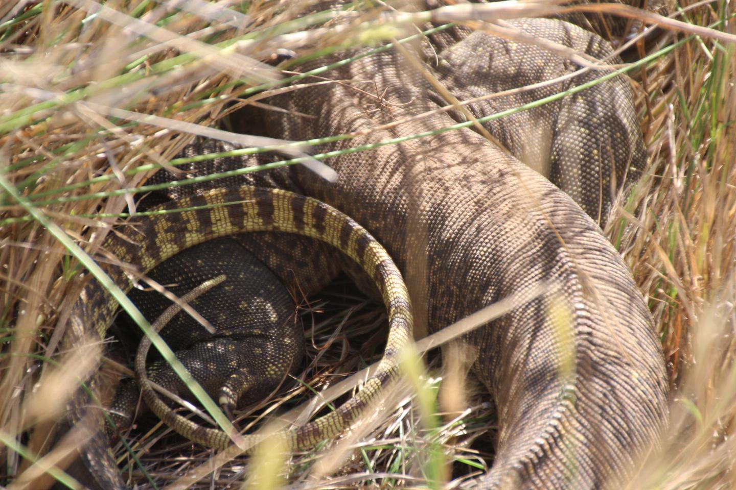 Male Yellow-Spotted Monitor Tail