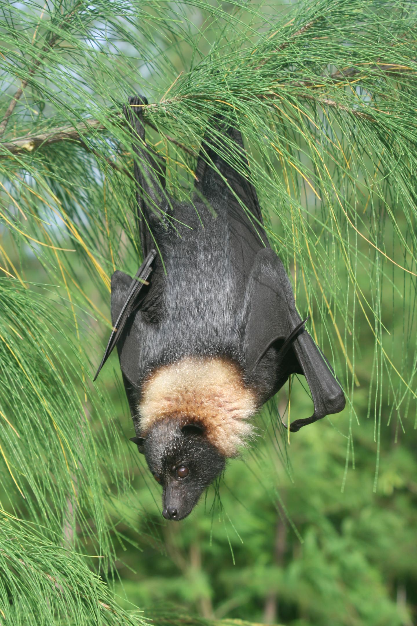 How Invasive Species Threaten Bats