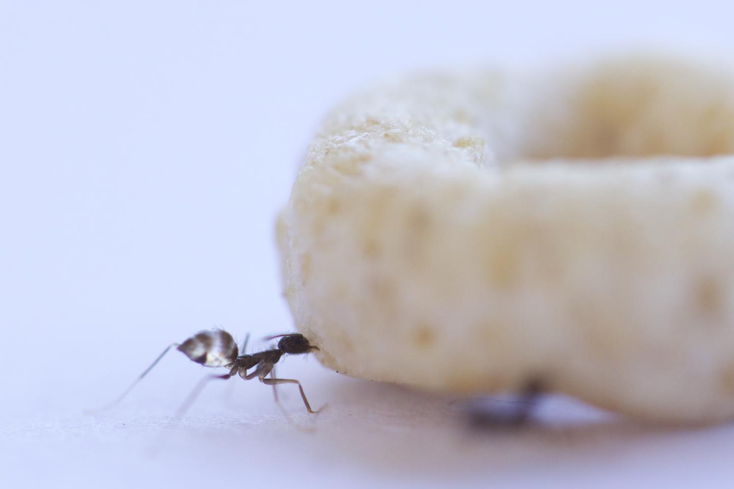 Foraging Longhorn Crazy Ant