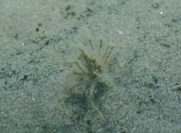 The spider crab species Macropodia czernjawskii in the wild