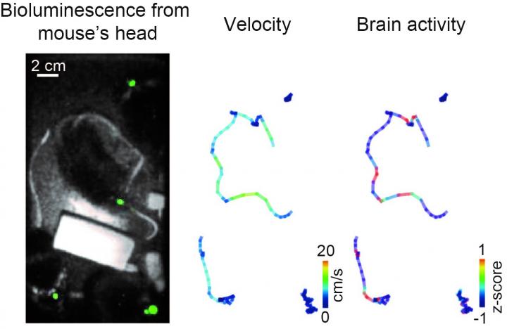 Figure 2: Local Brain Activity of Multiple Freely-Moving Mice in the Same Cage Was Visualized
