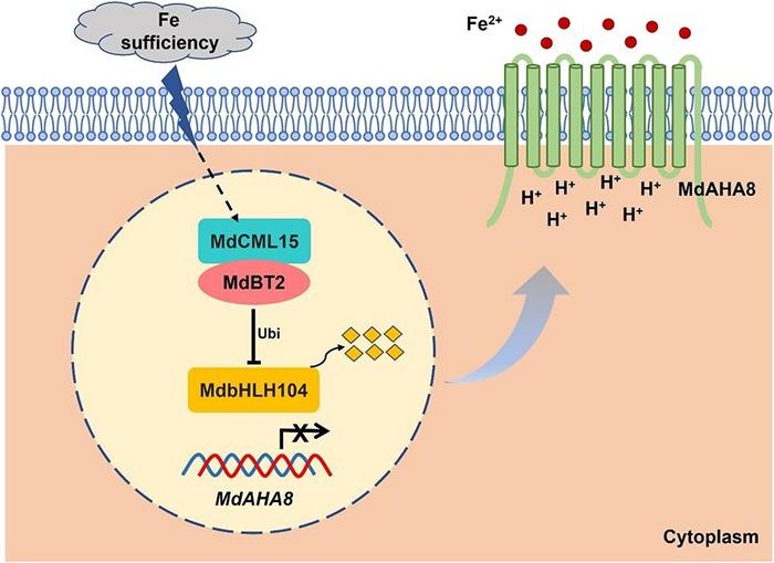 A model of Fe homeostasis regulation by MdCML15–MdBT2–MdbHLH104–MdAHA8 in apple trees.