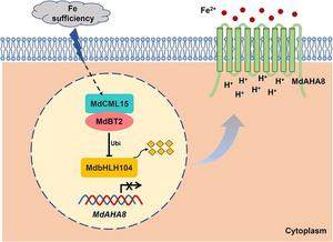 A model of Fe homeostasis regulation by MdCML15–MdBT2–MdbHLH104–MdAHA8 in apple trees.