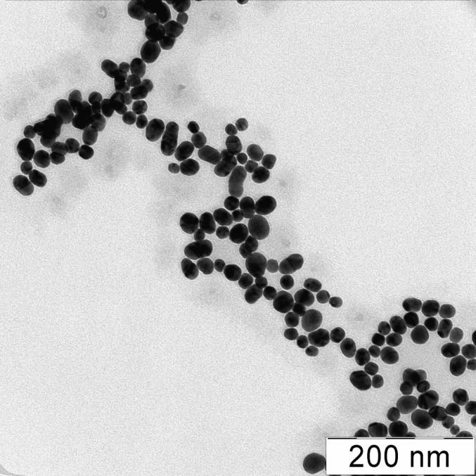 Aggregates of Nanoparticles Formed Under the Influence of Cysteine