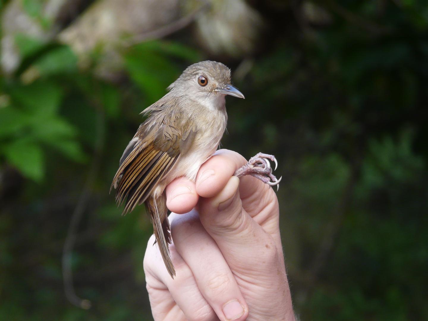 Sulawesi Babbler Subject