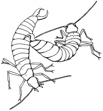 2 Earwigs, Mid-Fight