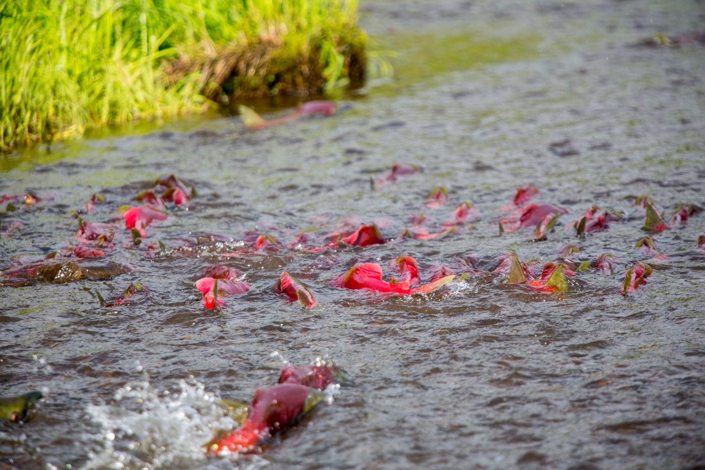 Sockeye Migrating (2)