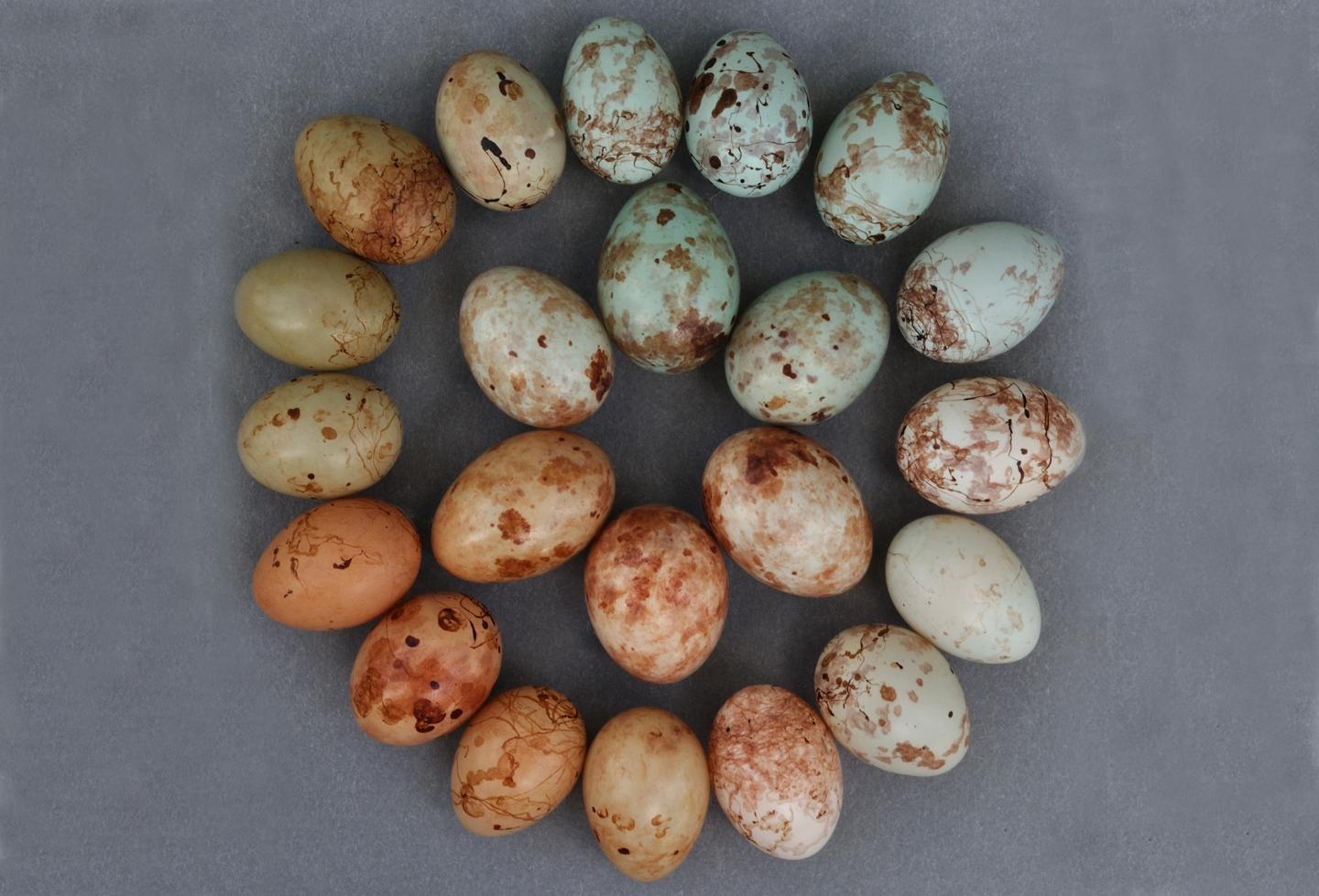 Cuckoo Eggs Disguised as Prinia Eggs