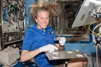 NASA Astronaut Karen Nyberg harvests <i>Arabidopsis thaliana</i>