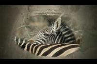 NASA Satellites Used to Predict Zebra Migrations
