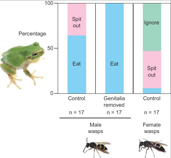 Fig. 2. Behavioral responses of the tree frog Dryophytes japonica to males and females of the mason wasp Anterhynchium gibbifrons.