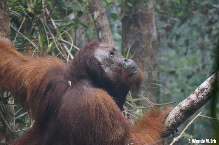 Orangutan closeup