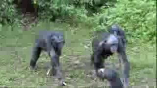 Bonobos and Chimpanzees