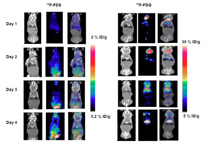 Representative PET/CT images of <sup>18</sup>F-FDS and <sup>18</sup>F-FDG in Inflamed Mice