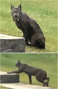 Black-coated Canada lynx