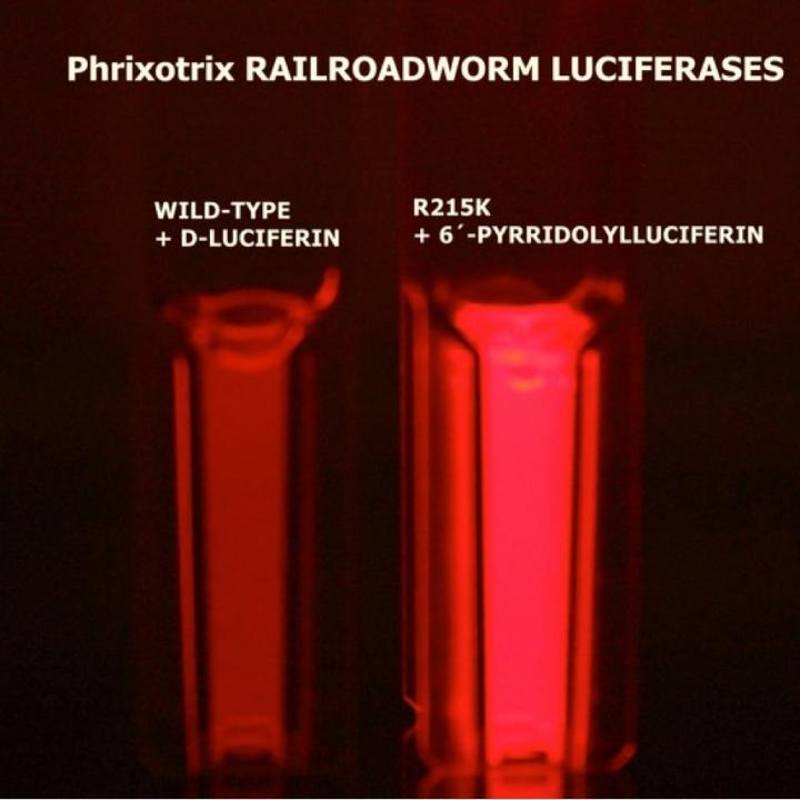 Luciferinluciferase system [IMAGE] EurekAlert! Science News Releases