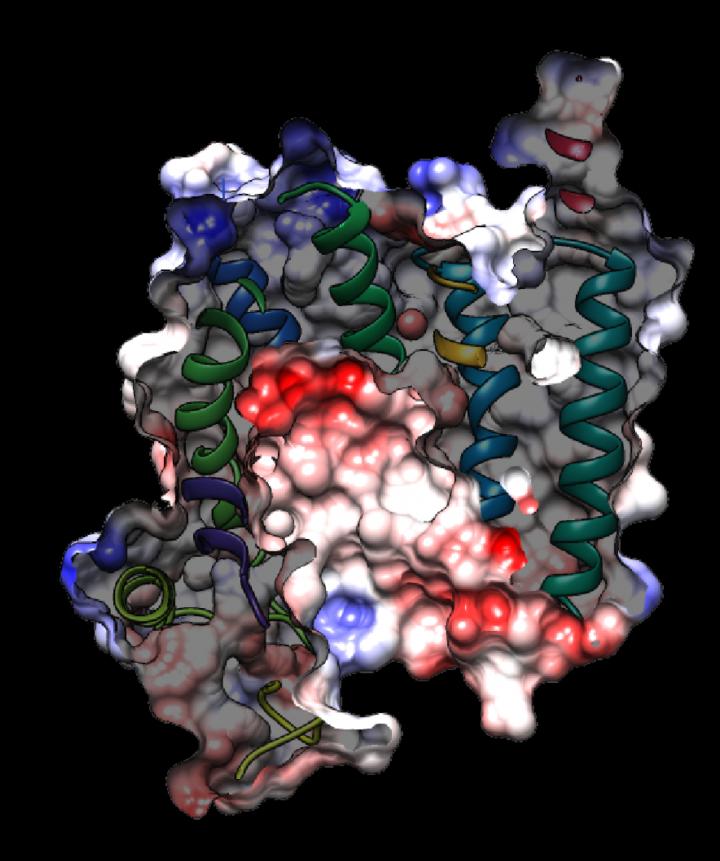 New High-Resolution Images Show How Malaria Parasites Evade Frontline Drugs