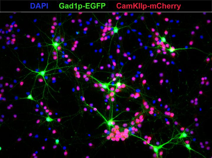 Like a Molecular Knob: that Is How a Gene Controls the Electrical Activity of the Brain