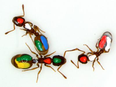Painted Ants