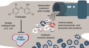 Chemicals such as triclosan enter sewage treatment plants after being rinsed down our drains. There, they can interact with bacteria and cause the development of antibiotic resistance