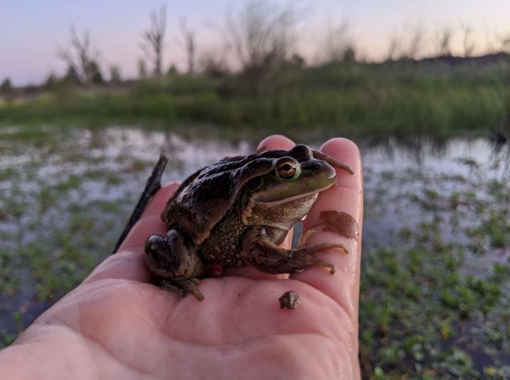 Freshwater frogs store