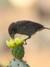 A Geospiza Fortis Consuming Polen on a Flower