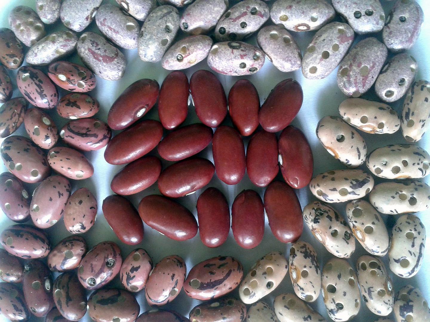 Resistant Beans in the Middle