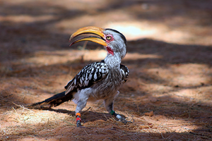 Southern yellow-billed hornbill