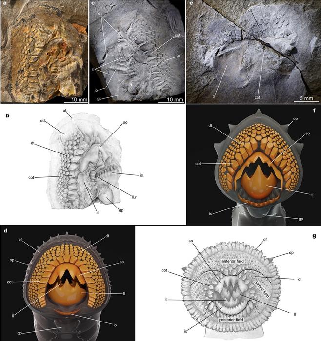 The teeth of the Jurassic lampreys Yanliaomyzon and those of the living pouched lamprey Geotria australis now inhabits in Southern Hemisphere