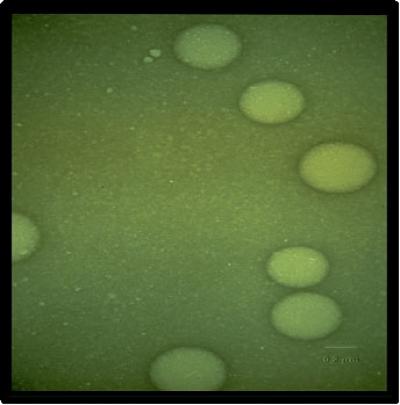 Nanoemulsion Contains Ultrasmall Droplets