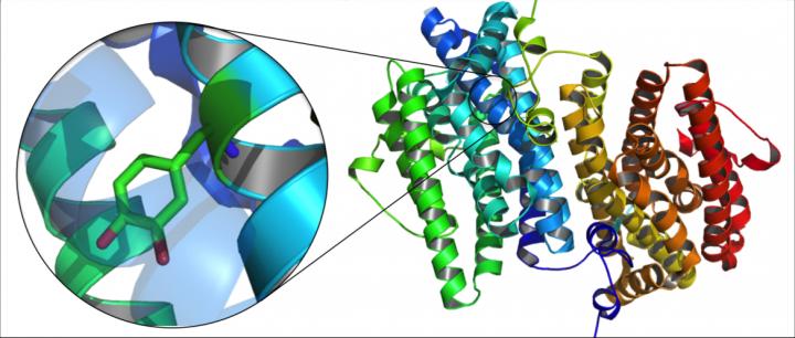 A DOPA Radical Replaces the Metal Site in Mycoplasma RNR