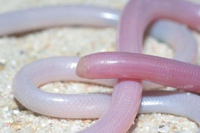 Ancient Snakes Living on Madagascar