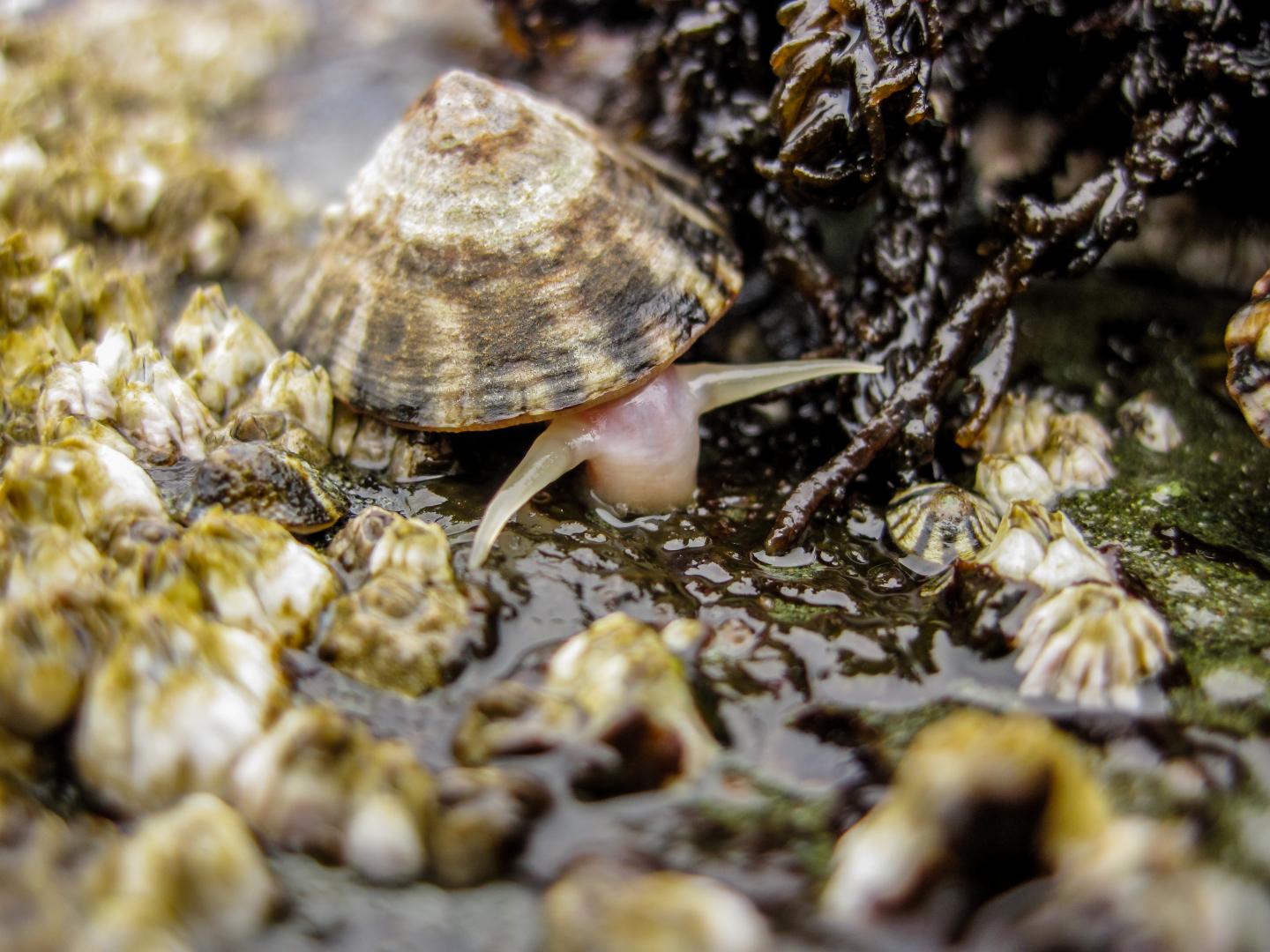 Limpet at the Intertidal Zone