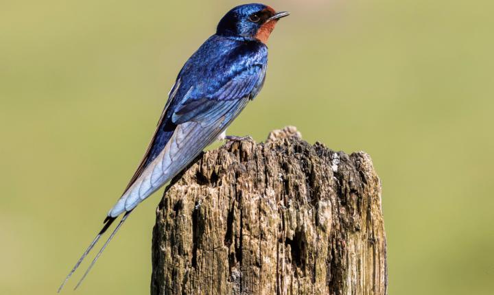 Barn Swallows