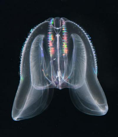 <i>Mnemiopsis leidyi</i>