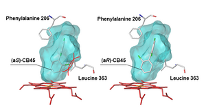 Figure 4: Docking model of human CYP enzyme and the chiral PCB CB45
