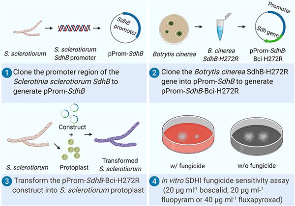 Example workflow in cloning and expressing a mutant allele