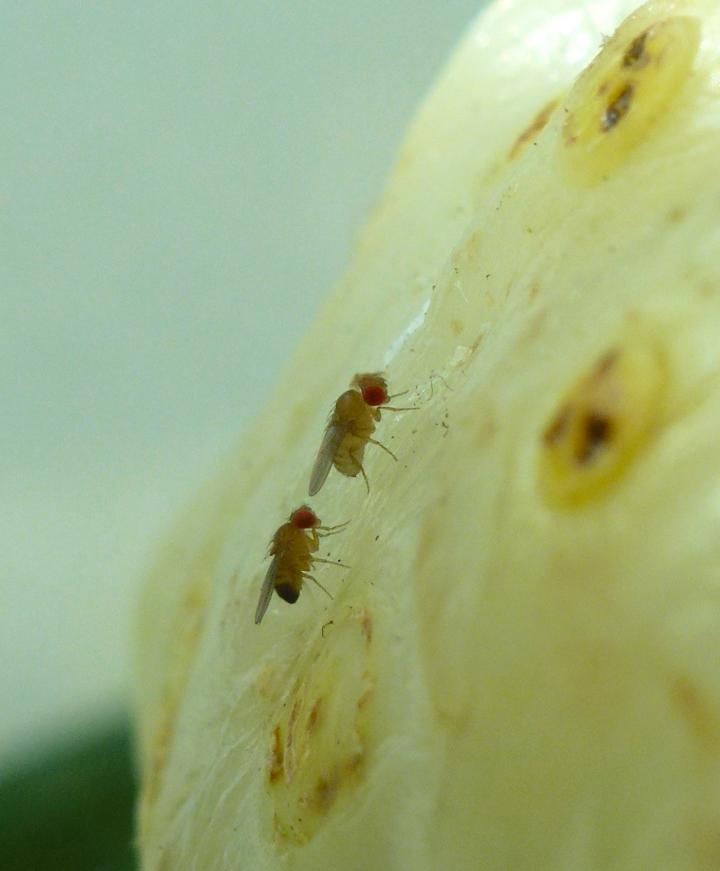 Fruit Flies Unfazed