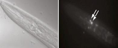 Genes Involved in Long-Term Memory