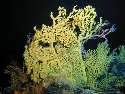 Hawaiian Gold Coral
