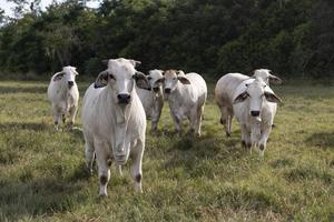 Cattle sweating study