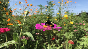 Pollinator Nirvana