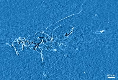 Fossil Wasp in Amber Images with the New Technique