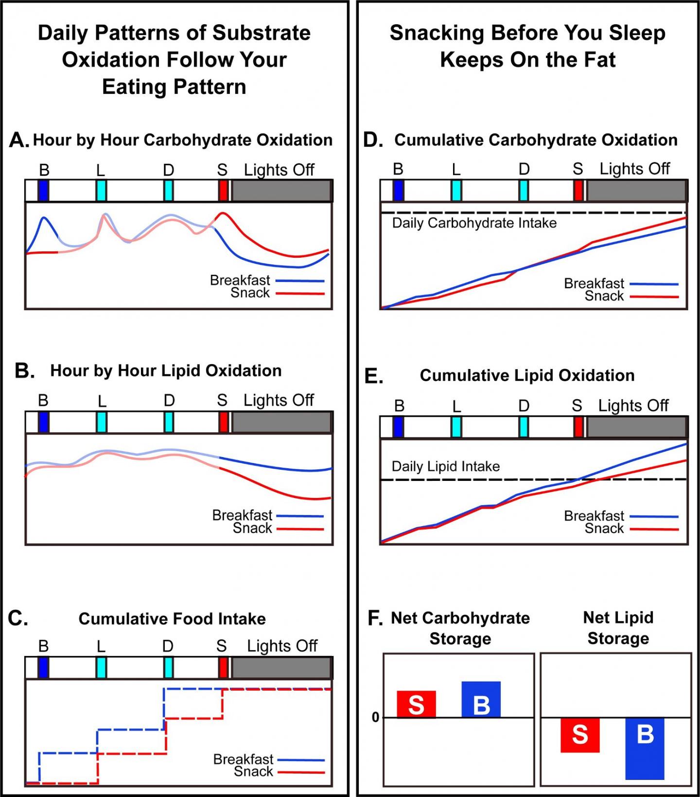 When Should You Eat to Manage Your Weight? Breakfast, not Late-Night Snacks