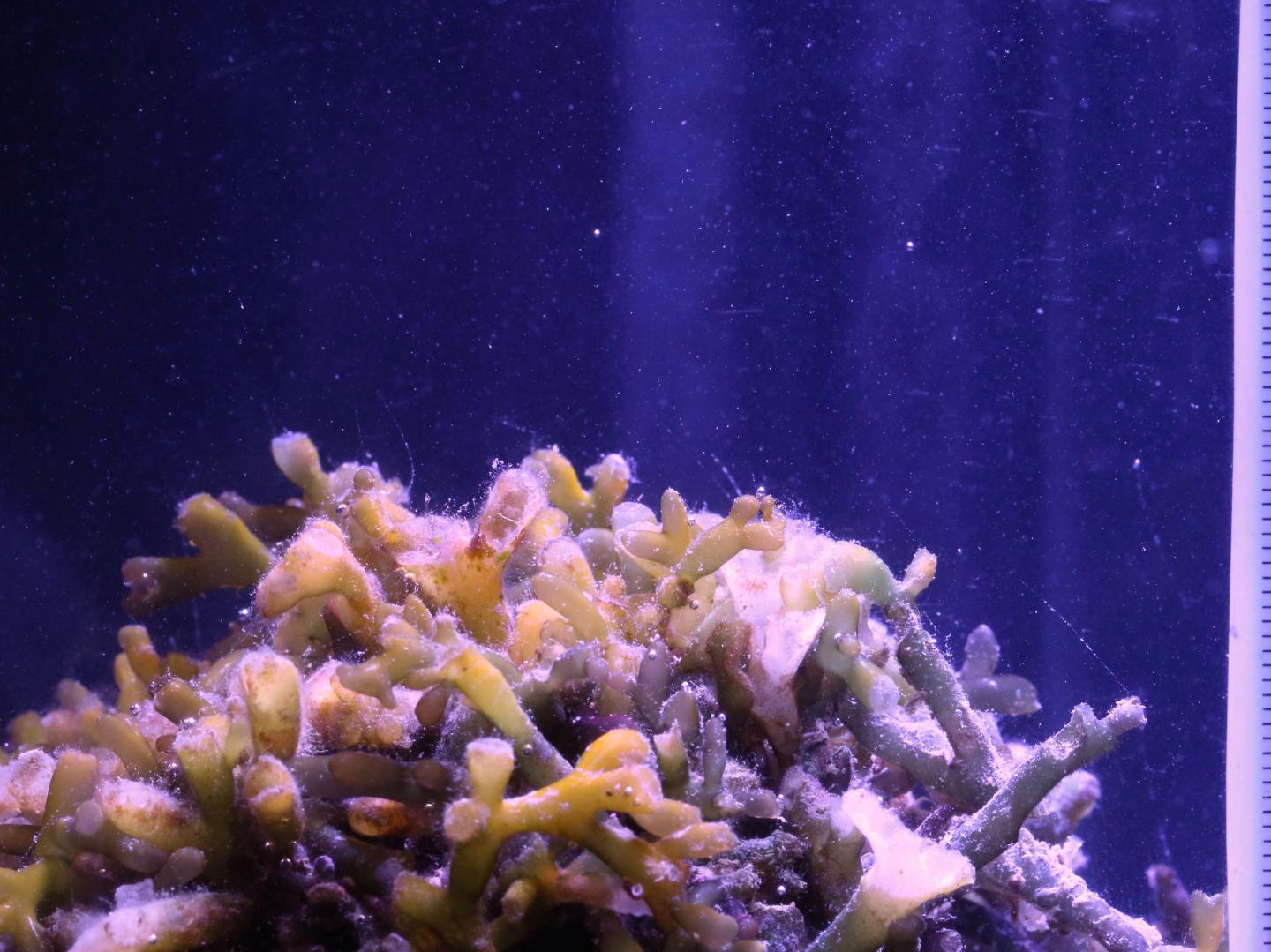 Green algae, white noise Gas bubbles produce EurekAlert!