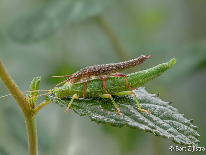 Stick insects (Timema cristinae)