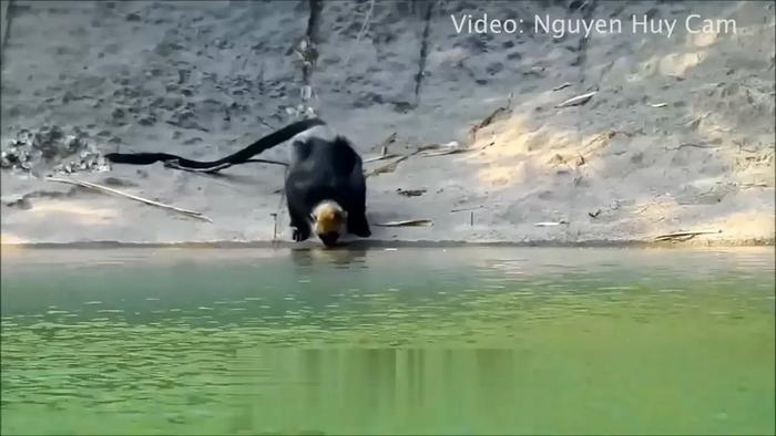 Cat Ba langur demonstrates remarkable adaptation, ingeniously utilizing their tails to sip saltwater. This distinctive technique showcases nature's ingenuity in response to challenges, emphasizing the resilience of these primates.