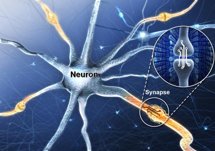 Figure: Representation of Neurons and Synapses in the Human Brain