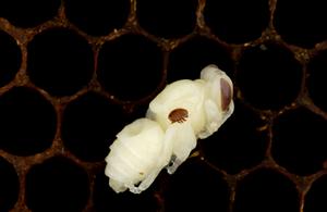 Varroa mite Varroa destructor